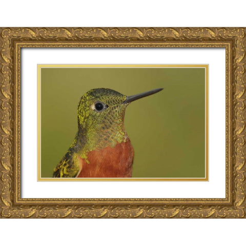 Ecuador Chestnut-breasted coronet bird Gold Ornate Wood Framed Art Print with Double Matting by Morris, Arthur