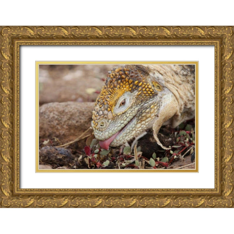 Ecuador, Galapagos Islands, Land iguana eating Gold Ornate Wood Framed Art Print with Double Matting by Morris, Arthur