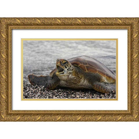 Ecuador, Galapagos, Young Pacific green turtle Gold Ornate Wood Framed Art Print with Double Matting by Morris, Arthur