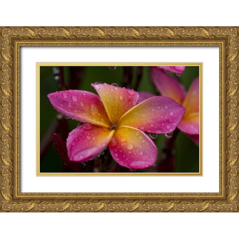 Ecuador, Napo Wildlife Center Plumeria flower Gold Ornate Wood Framed Art Print with Double Matting by Williams, Joanne