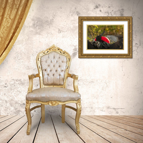 Ecuador, Galapagos NP Frigatebird displaying Gold Ornate Wood Framed Art Print with Double Matting by Illg, Cathy and Gordon