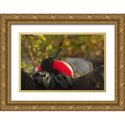 Ecuador, Galapagos NP Frigatebird displaying Gold Ornate Wood Framed Art Print with Double Matting by Illg, Cathy and Gordon