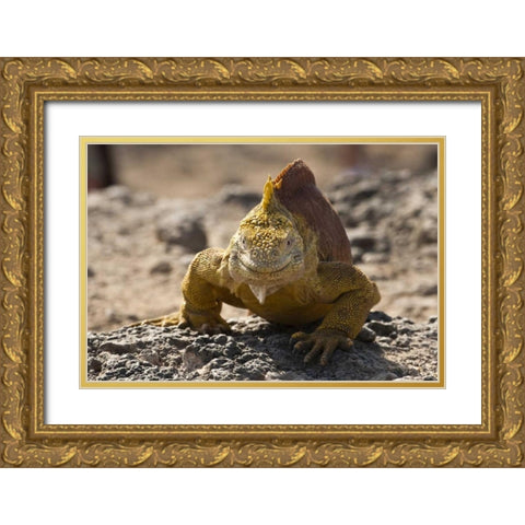 Ecuador, Galapagos, South Plaza Isl Land iguana Gold Ornate Wood Framed Art Print with Double Matting by Illg, Cathy and Gordon