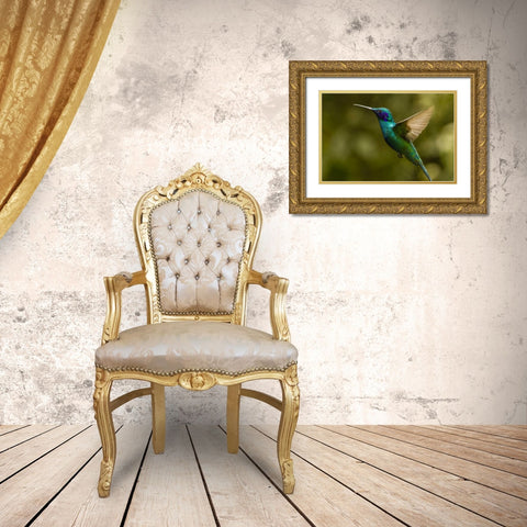 Ecuador, Galapagos, Nono Violet-ear hummingbird Gold Ornate Wood Framed Art Print with Double Matting by Illg, Cathy and Gordon