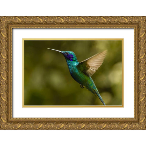 Ecuador, Galapagos, Nono Violet-ear hummingbird Gold Ornate Wood Framed Art Print with Double Matting by Illg, Cathy and Gordon