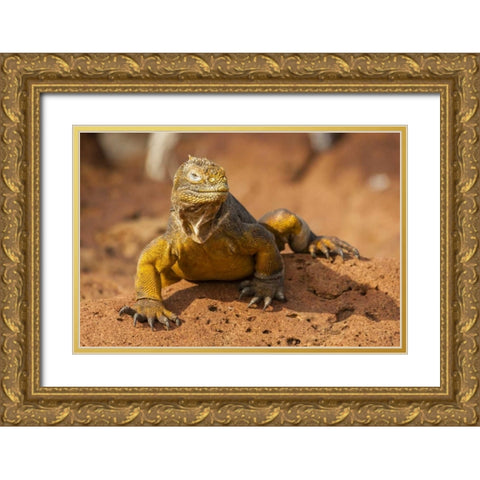 Ecuador, Galapagos NP Close-up of land iguana Gold Ornate Wood Framed Art Print with Double Matting by Illg, Cathy and Gordon