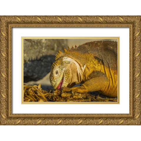 Ecuador, Galapagos NP Close-up of land iguana Gold Ornate Wood Framed Art Print with Double Matting by Illg, Cathy and Gordon