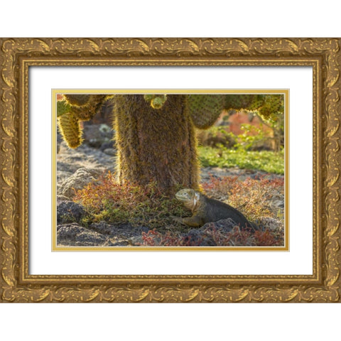 Ecuador, Galapagos NP Land iguana and cactus Gold Ornate Wood Framed Art Print with Double Matting by Illg, Cathy and Gordon