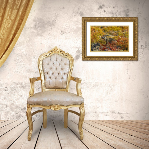 Ecuador, Galapagos NP Land iguana in vegetation Gold Ornate Wood Framed Art Print with Double Matting by Illg, Cathy and Gordon