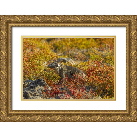 Ecuador, Galapagos NP Land iguana in vegetation Gold Ornate Wood Framed Art Print with Double Matting by Illg, Cathy and Gordon