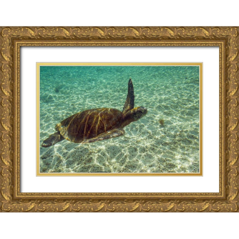 Ecuador, Galapagos NP Green sea turtle Gold Ornate Wood Framed Art Print with Double Matting by Illg, Cathy and Gordon
