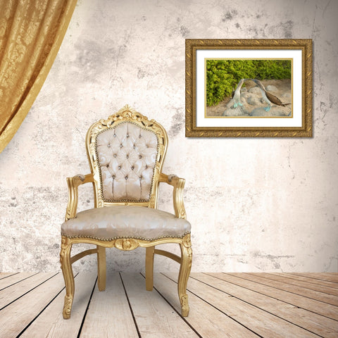 Ecuador, Galapagos NP Blue-footed booby pair Gold Ornate Wood Framed Art Print with Double Matting by Illg, Cathy and Gordon
