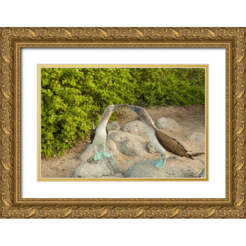 Ecuador, Galapagos NP Blue-footed booby pair Gold Ornate Wood Framed Art Print with Double Matting by Illg, Cathy and Gordon