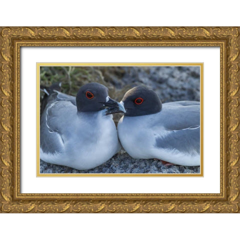 Ecuador, Galapagos NP Swallow-tailed gull pair Gold Ornate Wood Framed Art Print with Double Matting by Illg, Cathy and Gordon