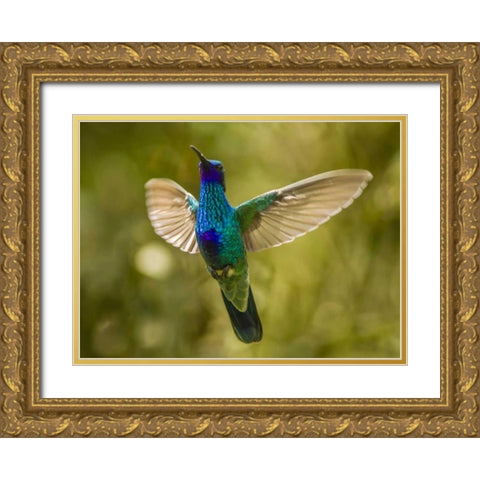 Ecuador Sparkling violet-ear hummingbird Gold Ornate Wood Framed Art Print with Double Matting by Illg, Cathy and Gordon