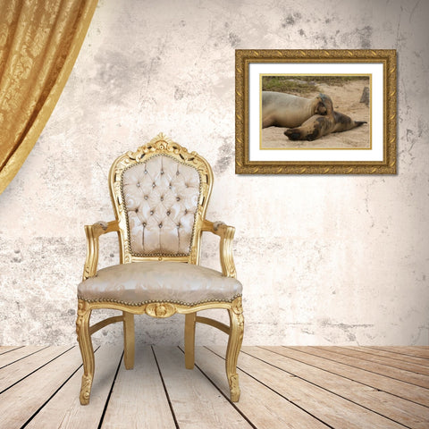 Ecuador, Galapagos NP Sleeping sea lions Gold Ornate Wood Framed Art Print with Double Matting by Illg, Cathy and Gordon
