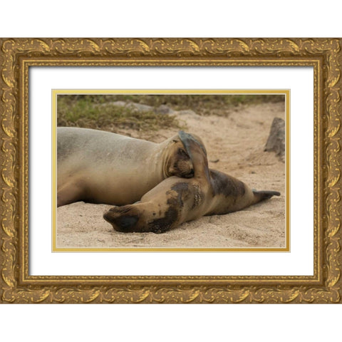 Ecuador, Galapagos NP Sleeping sea lions Gold Ornate Wood Framed Art Print with Double Matting by Illg, Cathy and Gordon