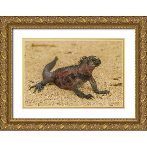 Ecuador, Galapagos NP Marine iguana on sand Gold Ornate Wood Framed Art Print with Double Matting by Illg, Cathy and Gordon