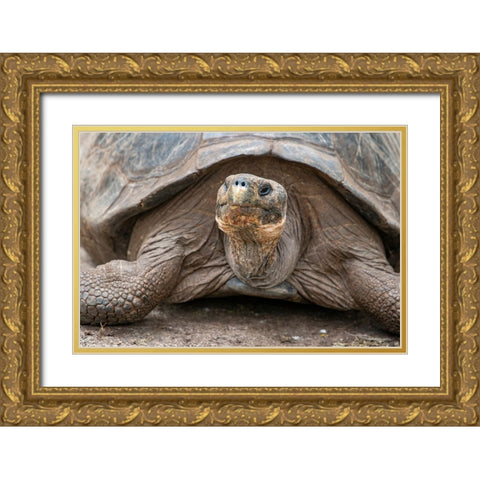 Giant tortoise lumbers along at the Charles Darwin Research Center. Gold Ornate Wood Framed Art Print with Double Matting by Sederquist, Betty