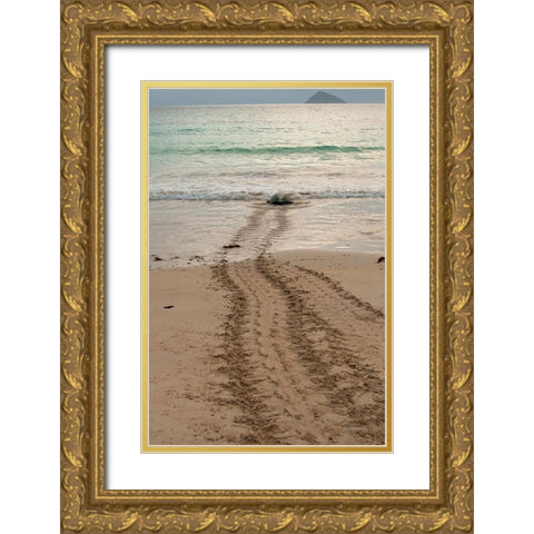 After laying its eggs on a Galapagos beach- this sea turtle returning to the ocean. Gold Ornate Wood Framed Art Print with Double Matting by Sederquist, Betty