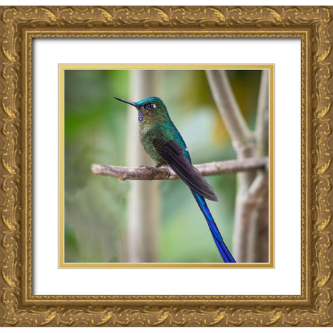 The long tailed sylph a showy Cloud Forest hummingbird. Gold Ornate Wood Framed Art Print with Double Matting by Sederquist, Betty