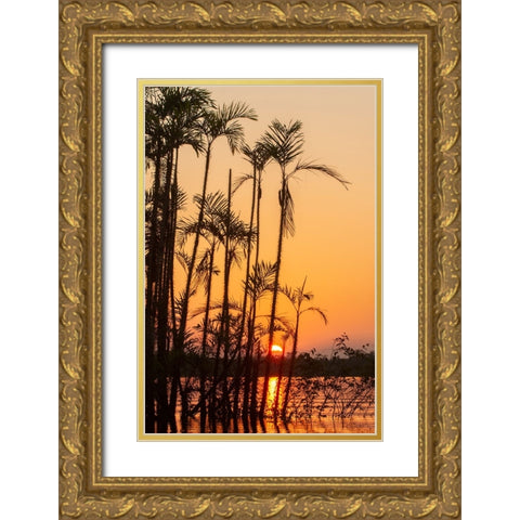 The sun sets at Latitude 0 during this equatorial sunset in the Amazon. Gold Ornate Wood Framed Art Print with Double Matting by Sederquist, Betty