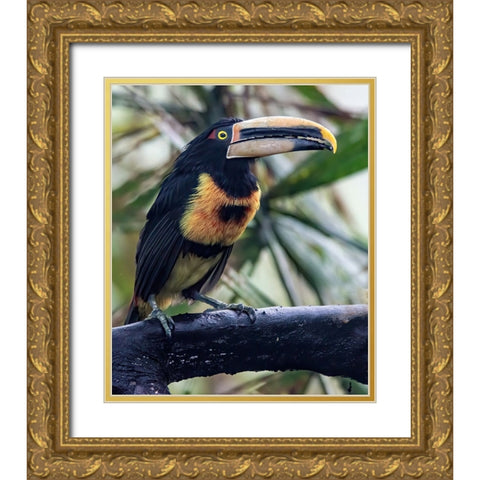 Aracari in the Cloud Forest has a huge bill. Gold Ornate Wood Framed Art Print with Double Matting by Sederquist, Betty
