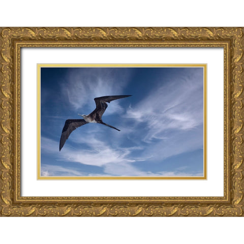 Bird soars above a ship in the Galapagos. Gold Ornate Wood Framed Art Print with Double Matting by Sederquist, Betty