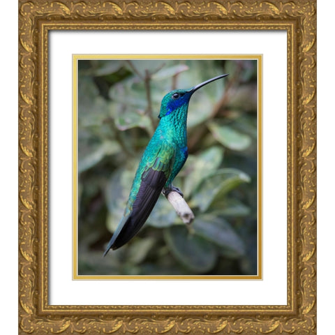 Colorful sparkling violet ear hummingbird is widespread in the Andes Cloud Forest. Gold Ornate Wood Framed Art Print with Double Matting by Sederquist, Betty