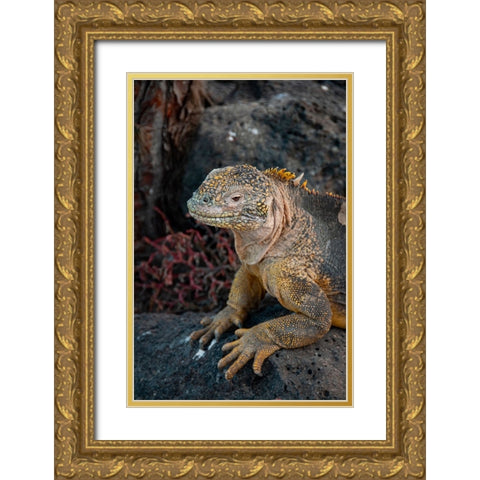 Yellow iguanas are found on six islands in the Galapagos. Color varies slightly by island. Gold Ornate Wood Framed Art Print with Double Matting by Sederquist, Betty