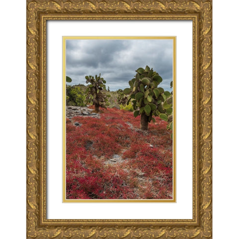 Sesuvium edmonstonei and cactus-South Plaza Island-Galapagos islands-Ecuador Gold Ornate Wood Framed Art Print with Double Matting by Pitamitz, Sergio
