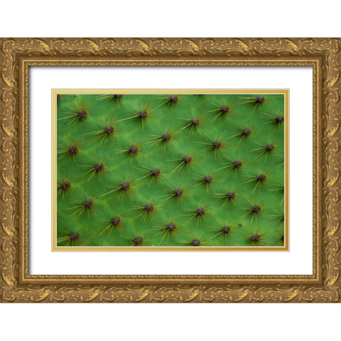Close up of a cactus-South Plaza Island-Galapagos islands-Ecuador Gold Ornate Wood Framed Art Print with Double Matting by Pitamitz, Sergio