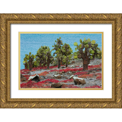 Sesuvium edmonstonei and cactus-South Plaza Island-Galapagos islands-Ecuador Gold Ornate Wood Framed Art Print with Double Matting by Pitamitz, Sergio