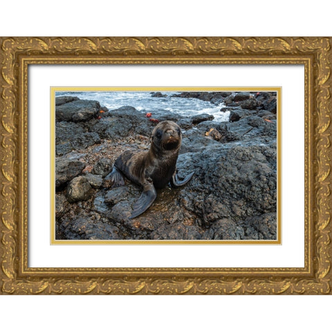 Galapagos Sea Lion-Zalophus californianus wollebaeki-South Plaza Island-Galapagos islands-Ecuador Gold Ornate Wood Framed Art Print with Double Matting by Pitamitz, Sergio