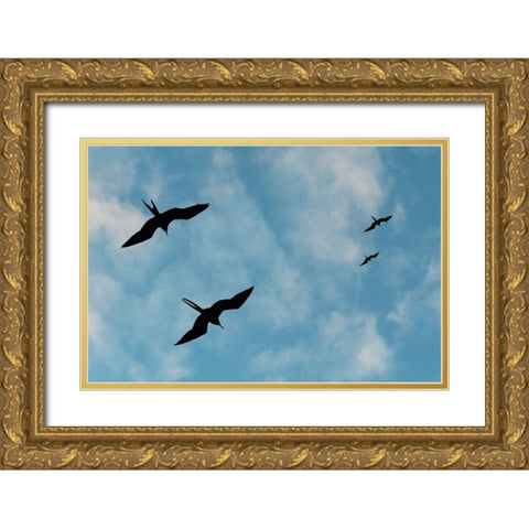 Great Frigate birds-Fregata minor ridgwayi-South Plaza Island-Galapagos islands-Ecuador Gold Ornate Wood Framed Art Print with Double Matting by Pitamitz, Sergio