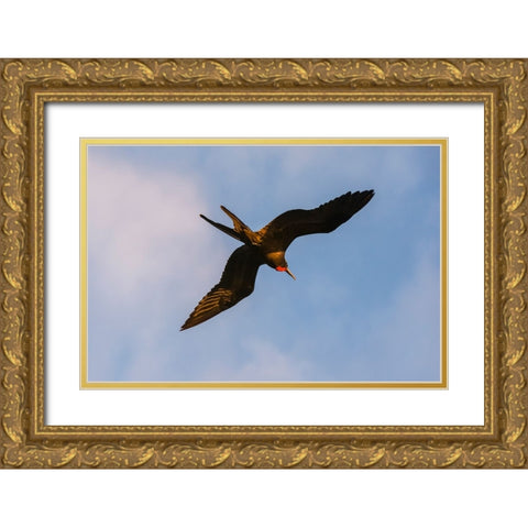 Great Frigate bird-Fregata minor ridgwayi-South Plaza Island-Galapagos islands-Ecuador Gold Ornate Wood Framed Art Print with Double Matting by Pitamitz, Sergio
