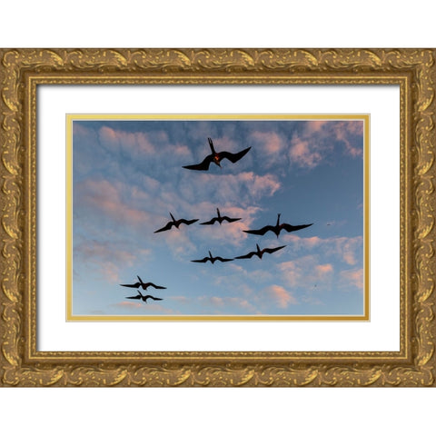 Great Frigate birds-Fregata minor ridgwayi-South Plaza Island-Galapagos islands-Ecuador Gold Ornate Wood Framed Art Print with Double Matting by Pitamitz, Sergio
