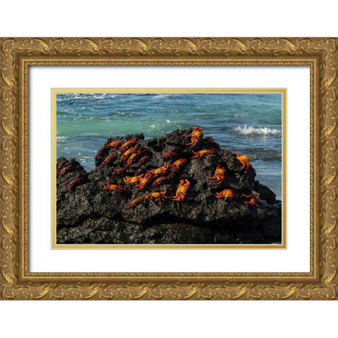 Sally Lightfoot Crab-Grapsus grapsus-Bachas beach-North Seymour island-Galapagos islands-Ecuador Gold Ornate Wood Framed Art Print with Double Matting by Pitamitz, Sergio