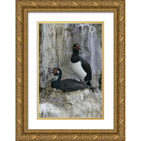 Bleaker Island Rock cormorant pair on nest Gold Ornate Wood Framed Art Print with Double Matting by Morris, Arthur