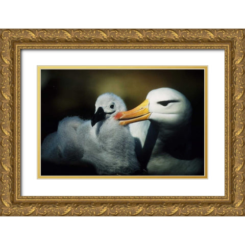 Falkland Islands Albatross parent grooming chick Gold Ornate Wood Framed Art Print with Double Matting by Williams, Joanne