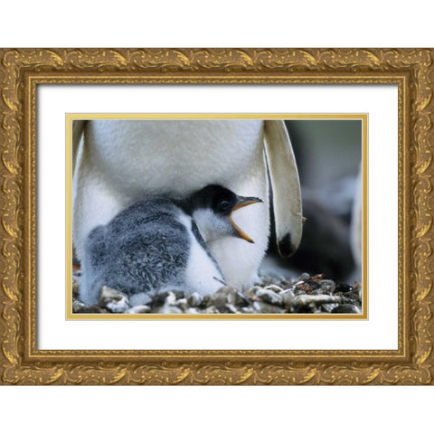 Falkland Islands Gentoo penguin chick Gold Ornate Wood Framed Art Print with Double Matting by Williams, Joanne