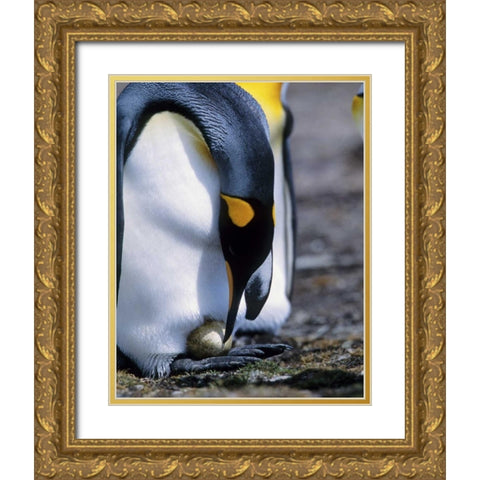 Falkland Islands King penguin tends single egg Gold Ornate Wood Framed Art Print with Double Matting by Williams, Joanne