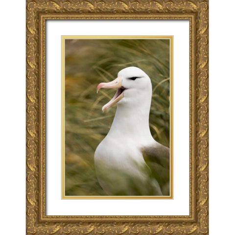New Island Black-browed albatross guards nest Gold Ornate Wood Framed Art Print with Double Matting by Grall, Don