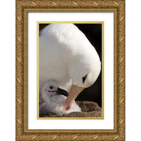 New Island Black-browed albatross preening chick Gold Ornate Wood Framed Art Print with Double Matting by Grall, Don