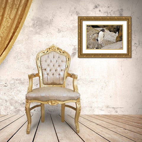 New Island Rockhopper penguin in midair Gold Ornate Wood Framed Art Print with Double Matting by Grall, Don