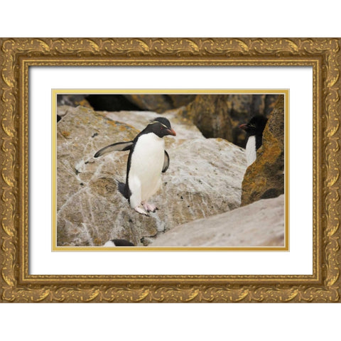 New Island Rockhopper penguin in midair Gold Ornate Wood Framed Art Print with Double Matting by Grall, Don