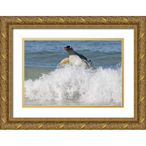 Saunders Island Gentoo penguin emerges from sea Gold Ornate Wood Framed Art Print with Double Matting by Anon, Josh