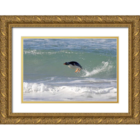 Saunders Island A gentoo penguin porpoising Gold Ornate Wood Framed Art Print with Double Matting by Anon, Josh