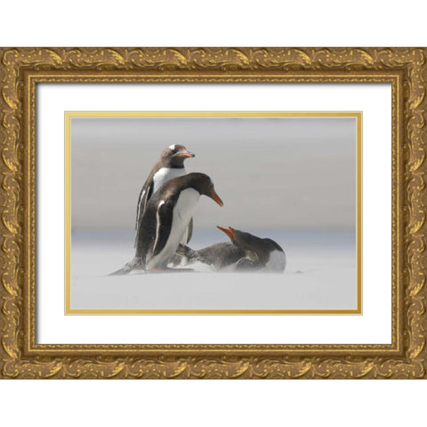 Saunders Island Gentoo penguins in a sand storm Gold Ornate Wood Framed Art Print with Double Matting by Anon, Josh