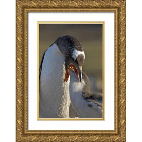 Saunders Island Gentoo penguin feeds its chick Gold Ornate Wood Framed Art Print with Double Matting by Anon, Josh
